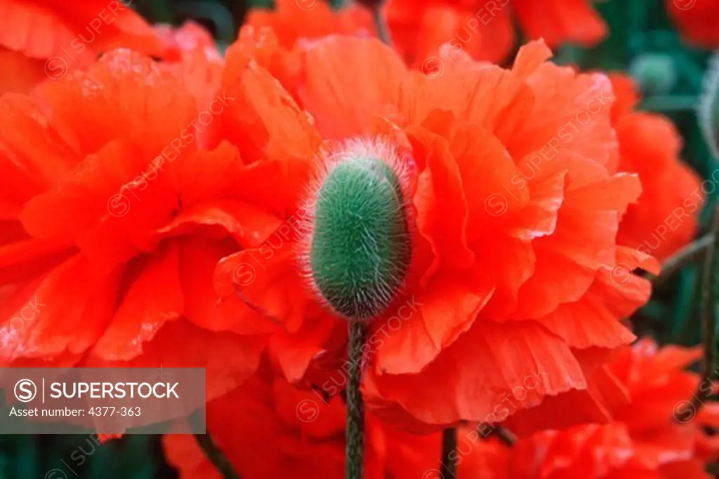 A deep orange Icelandic Poppy unfolds it petals in full spring glory and seems to caress a neighboring bud.