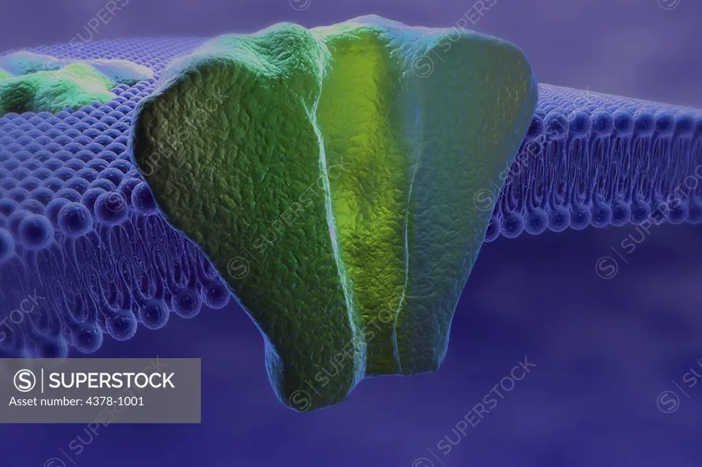 Cross section of a transmenbrane protein embedded in the phospholipid bilayer of a cell membrane.