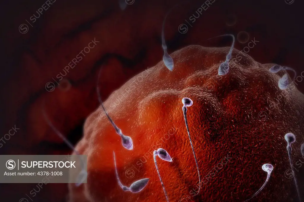 Stylized visualization of a human ovum surrounded by human sperm.