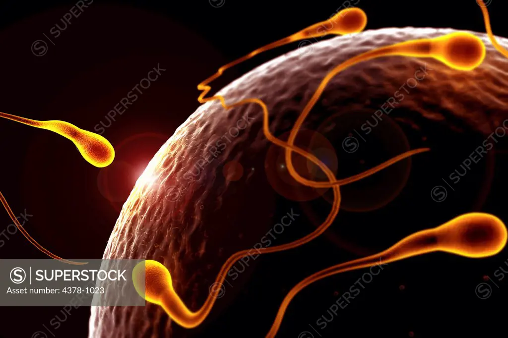 Stylized view of human sperm surrounding an ovum at the moment of conception.