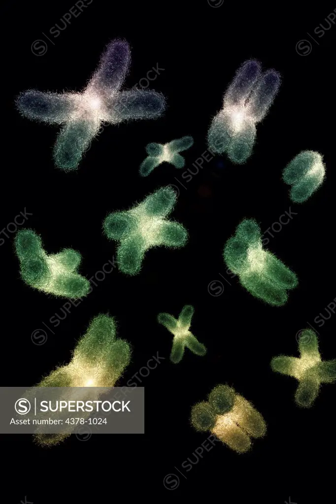 Microscopic styled visualization of human chromosomes.