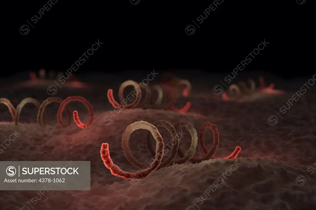 Scanning electron microscope styled treponema pallidum, the bacterium that causes syphilis.