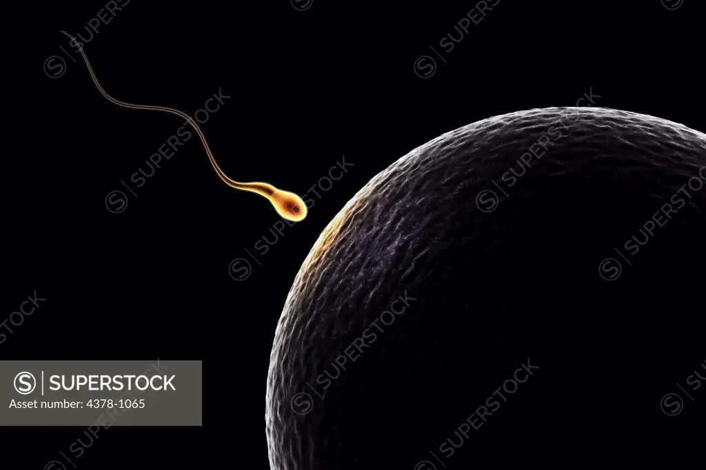 Single sperm approaches an ovum at the moment of conception.