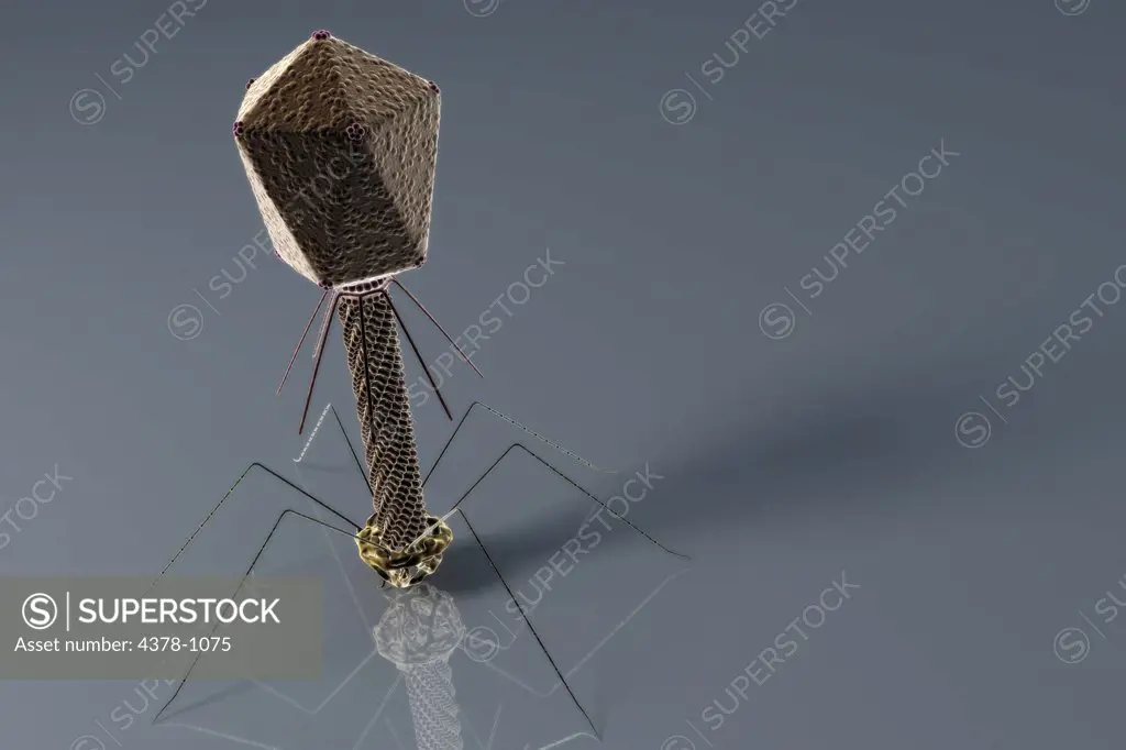 Stylized visualization of a bacteriophage.