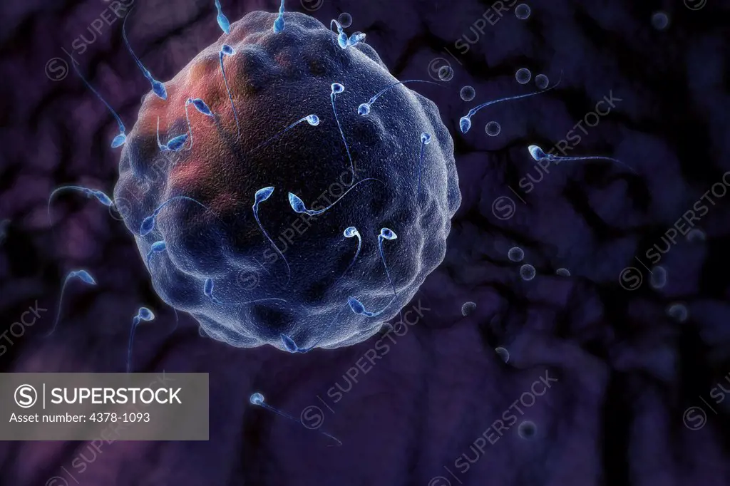 Stylized microscopic human ovum surrounded by human sperm during conception.