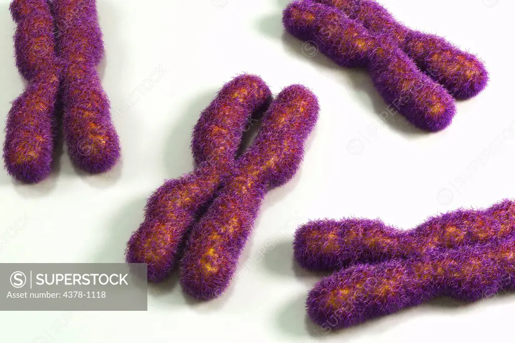 Conceptual depiction of human chromosomes.