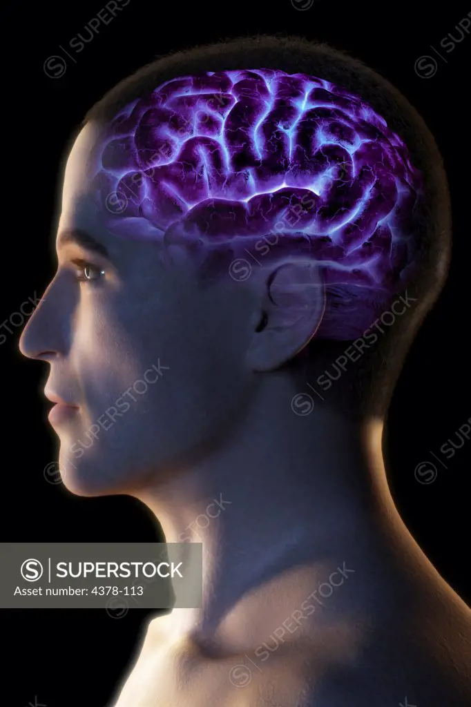 Stylized side view of the head and neck showing the brain within the head.