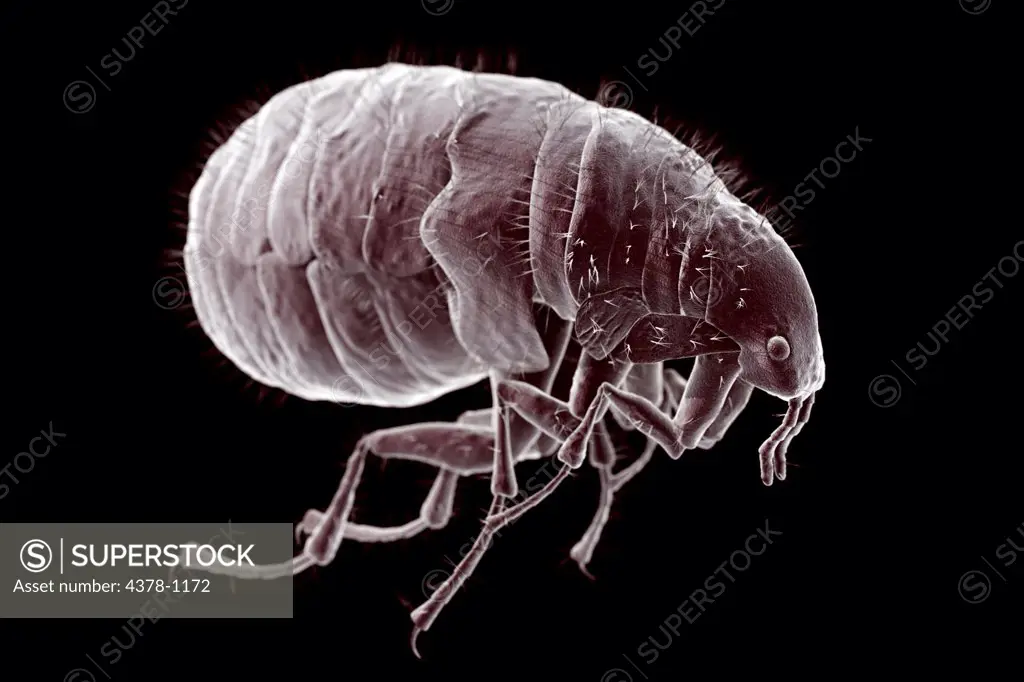 Close-up microscopic view of a flea (Pulex irritans)