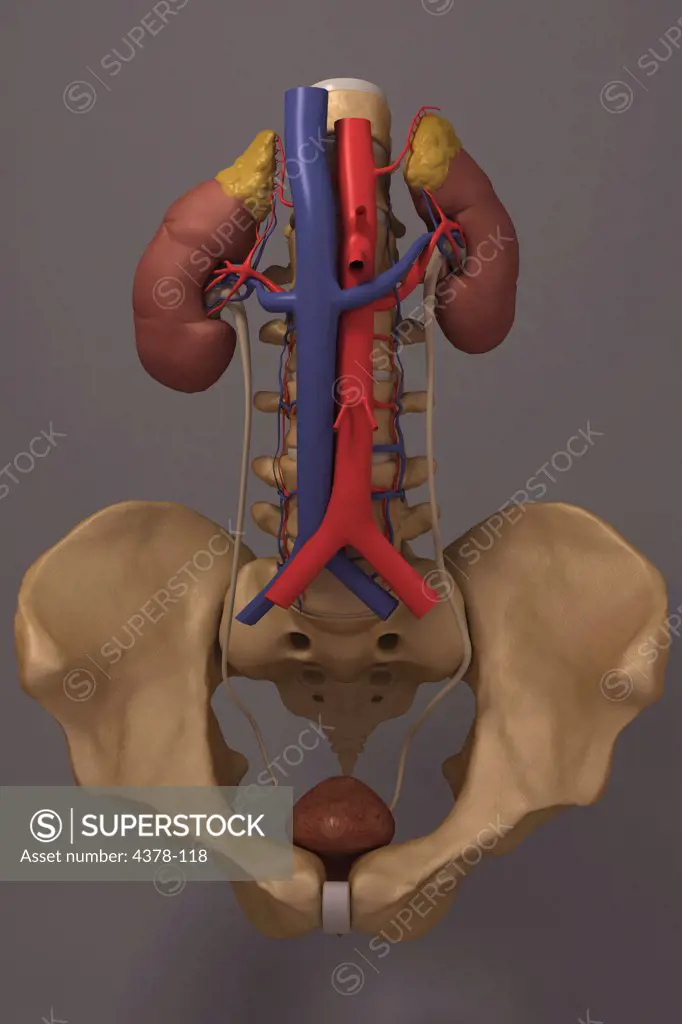 Front view of the renal system and it's blood supply. The vertebral column and pelvis is also included.