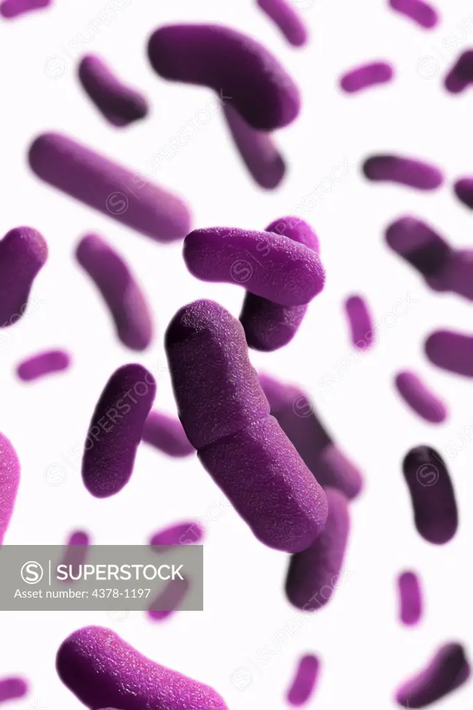 Yersinia pestis rod-shaped bacteria in the bubonic form.