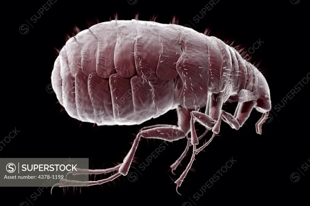 Close-up microscopic view of a flea (Pulex irritans)