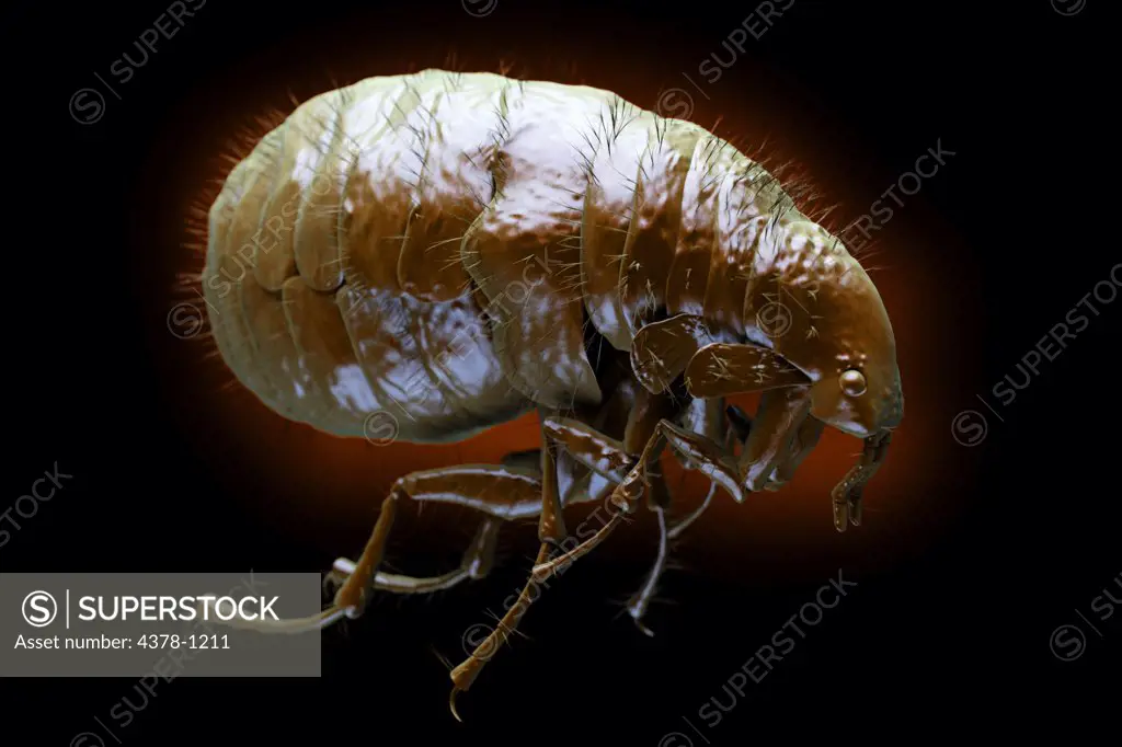 Close-up view of a flea (Pulex irritans)