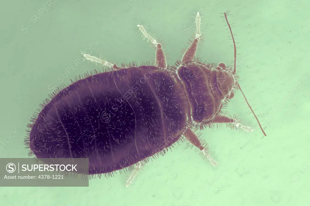 A bedbug magnified through a microscope.