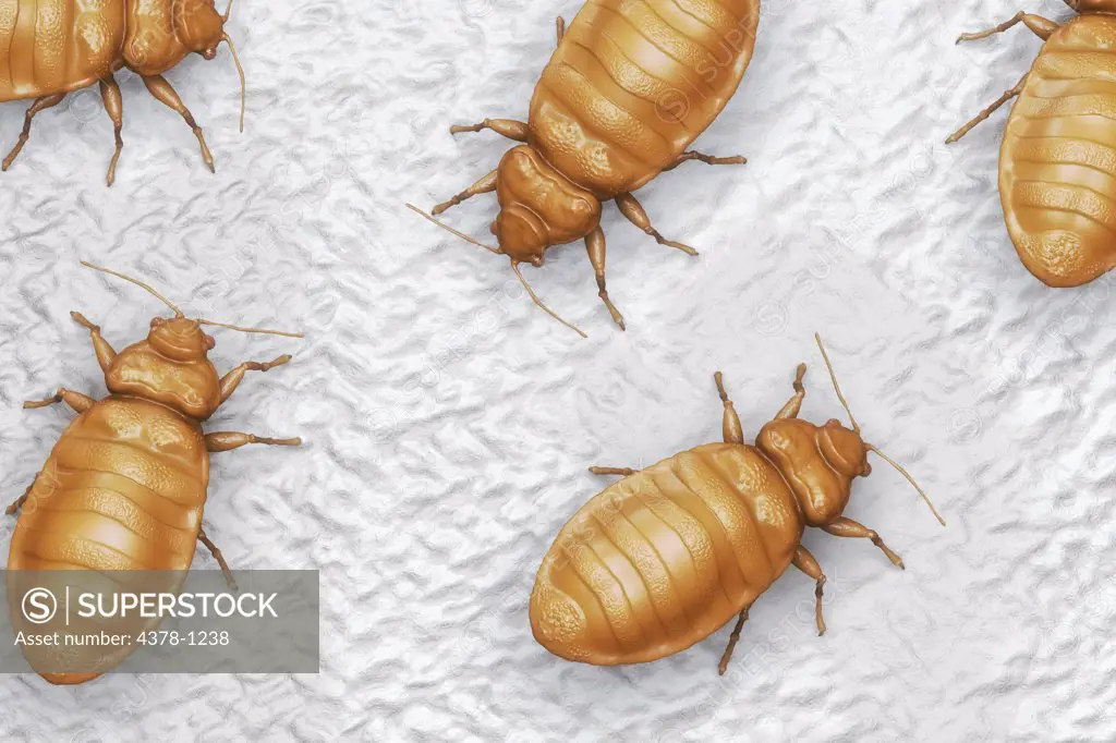A diagram showing bedbugs.