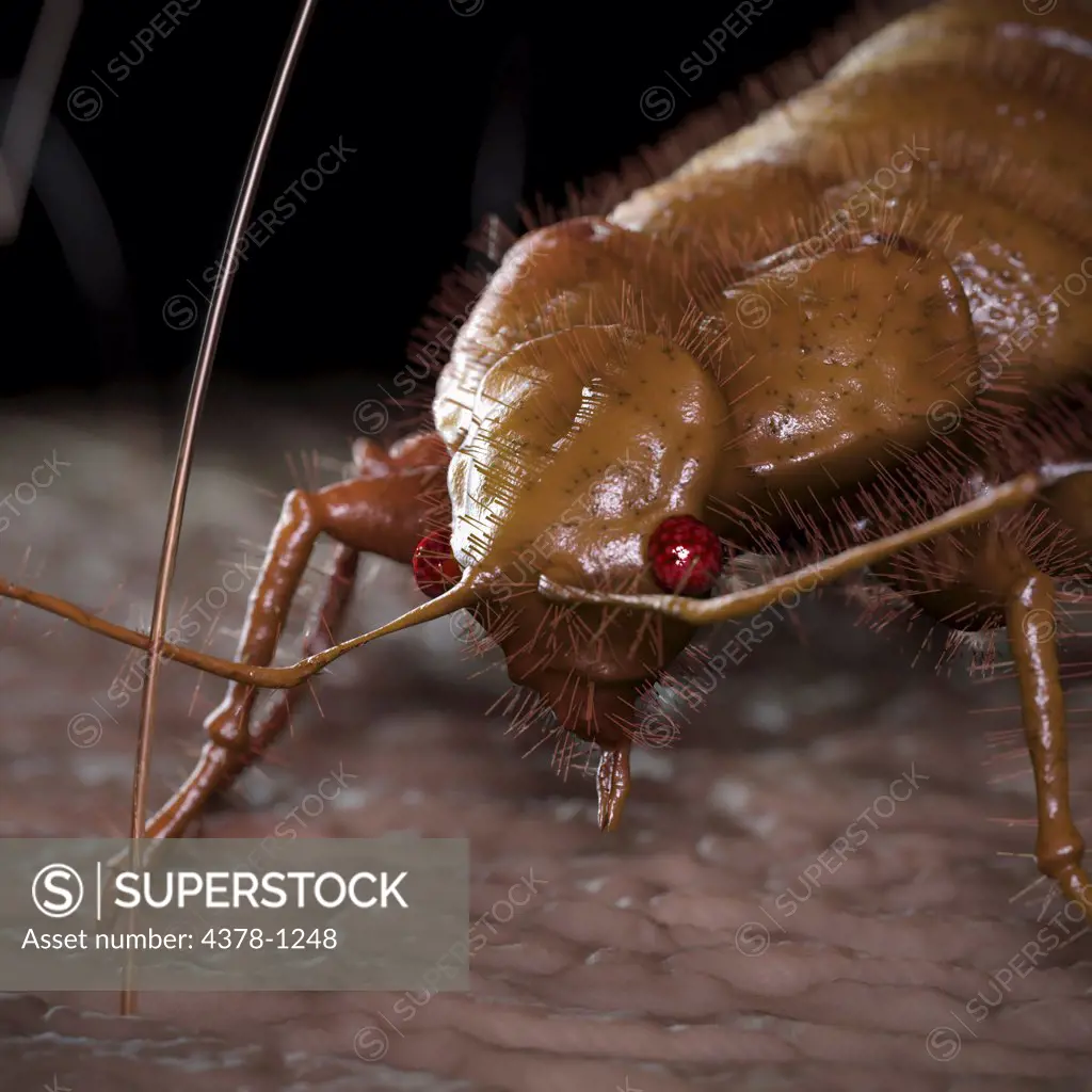 A close up view of the Cimex Lectularius or bedbug.