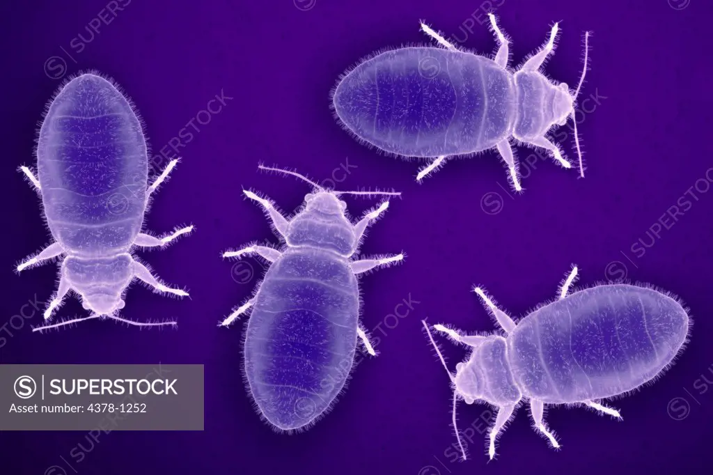 Bedbugs toned purple and magnified through a microscope.