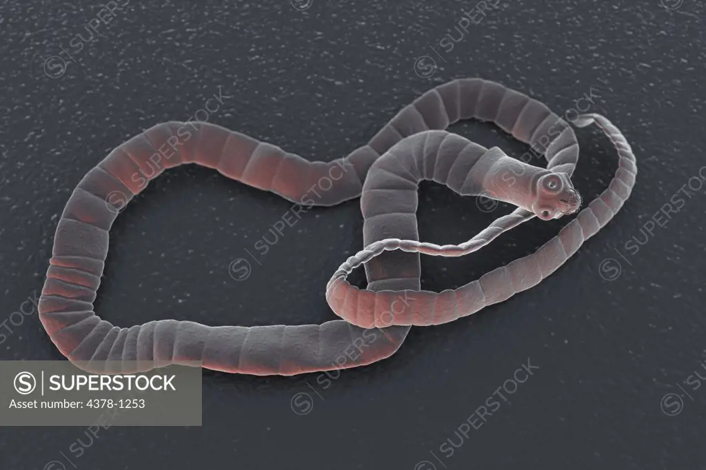 A cestode, a parasitic tapeworm.
