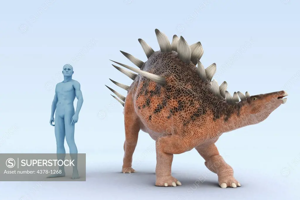 Model of a Kentrosaurus dinosaur showing the size in comparison to a human.