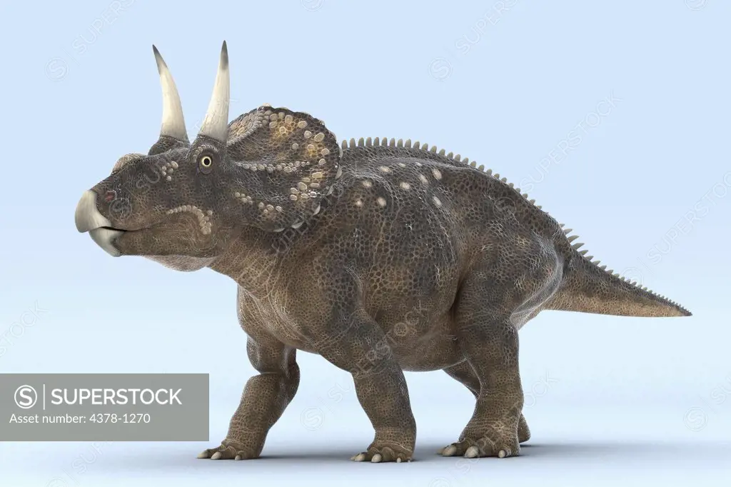 Model of a Diceratops dinosaur.