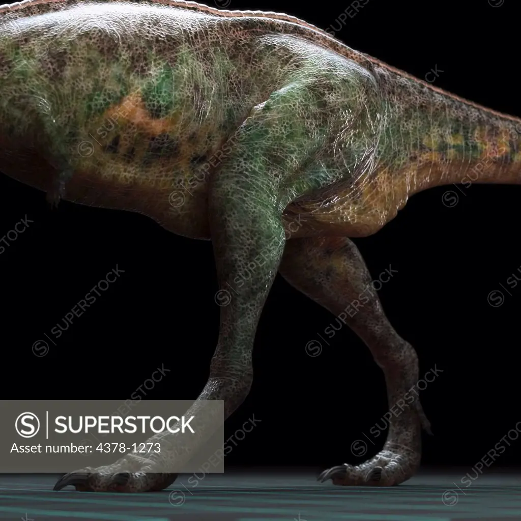 Hind quarters on a model Aucasauruseye dinosaur.