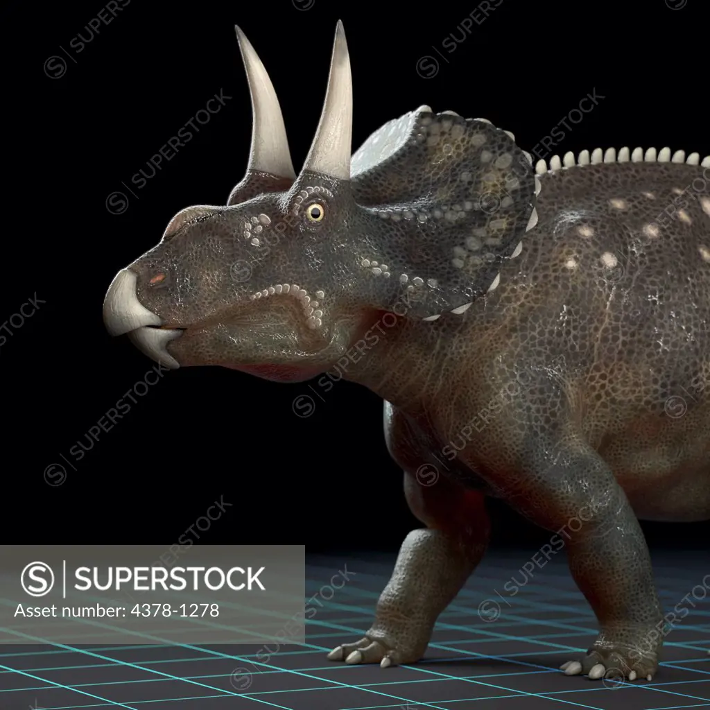 Model of a Diceratops dinosaur.