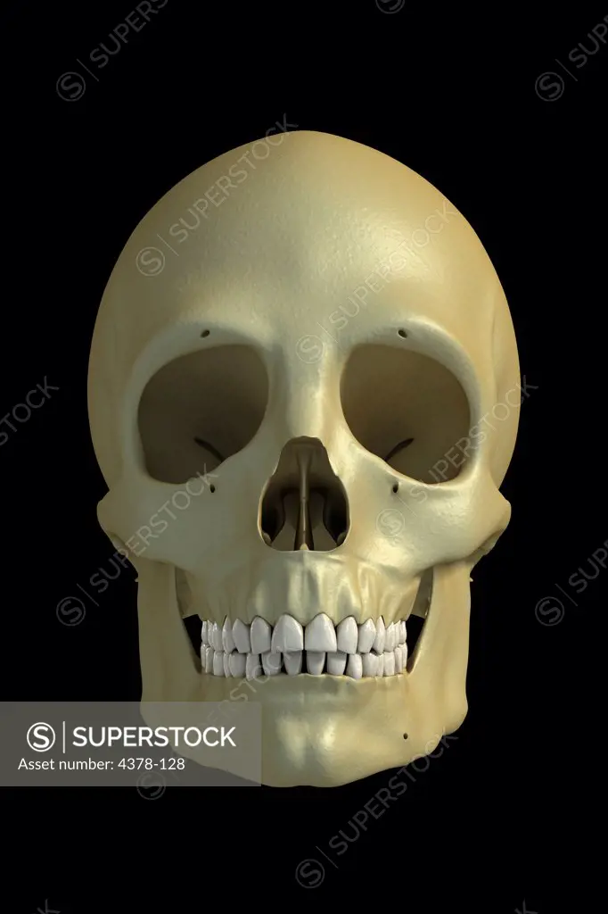 Close-up view of a human skull in isolation.