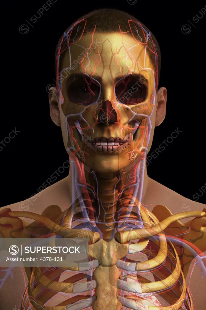 Front view of the head and neck with the bones and major blood vessels visible.