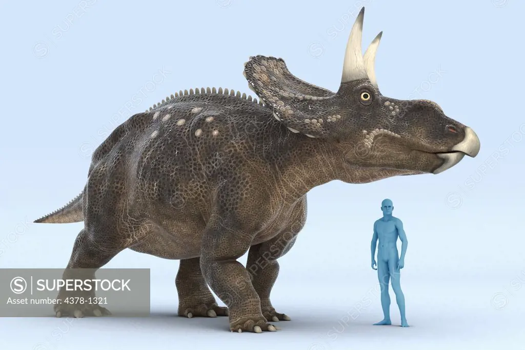 Model of a Diceratops dinosaur showing the size in comparison to a human.