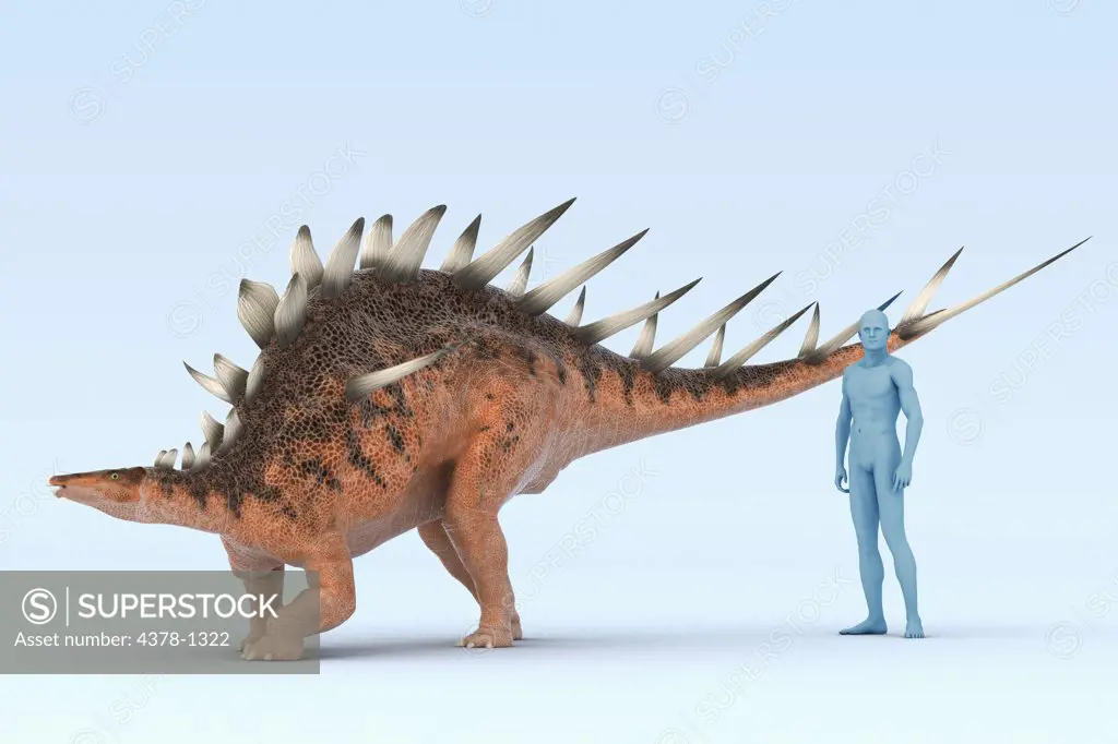 Model of a Kentrosaurus dinosaur showing the size in comparison to a human.