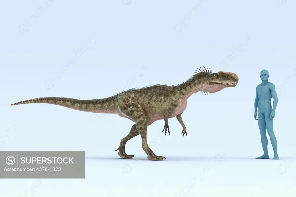 Model of a Monolophosaurus dinosaur showing the size in comparison to a human.