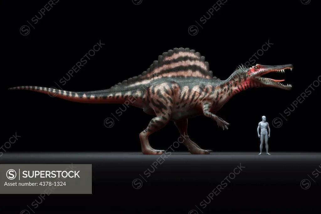 Model of a Spinosaur dinosaur.