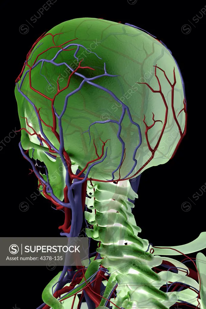 Rear view image of the blood vessels of the head and neck.
