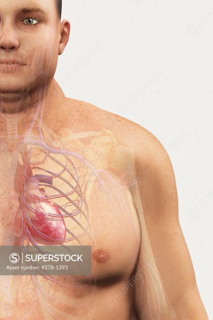 Image of the cardiovascular system layered over an overweight man's body to show the relationship between obesity and heart disease.