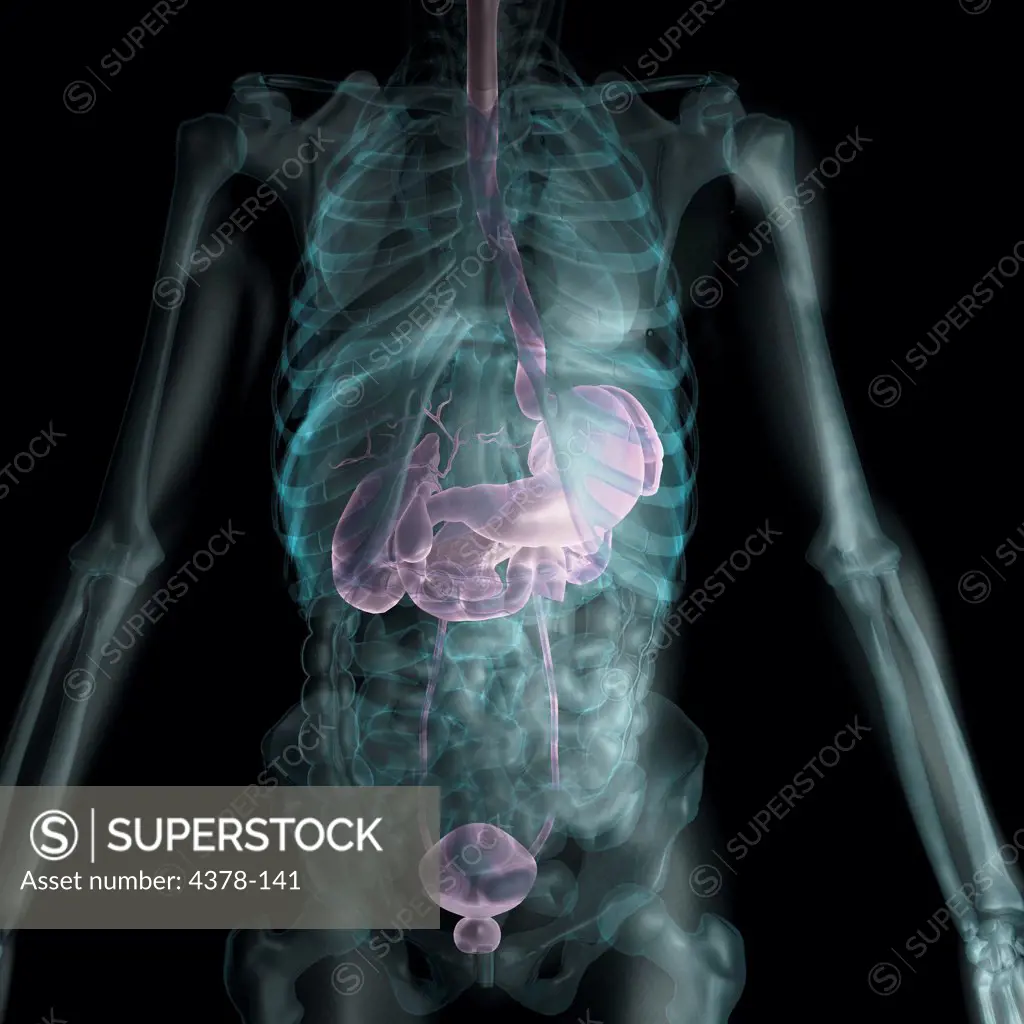 X-ray styled view of the abdomen. The stomach, gallbladder, bladder and prostate gland are highligted.