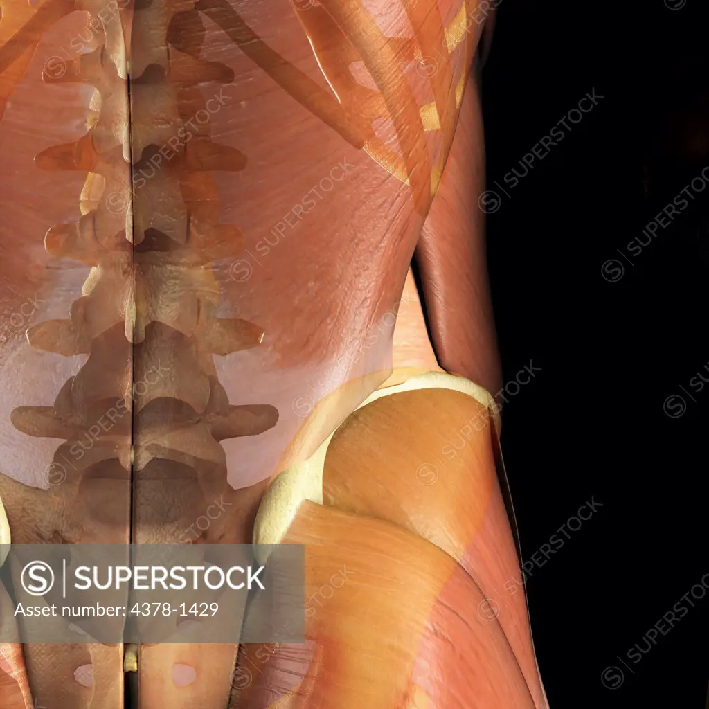 Anatomical model showing the lower part of the vertebral column and muscular system surrounding it.