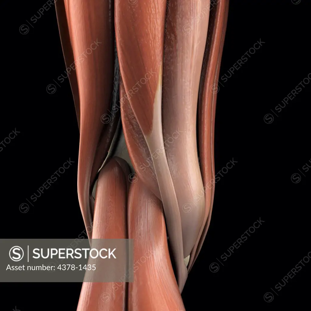 Anatomical model showing part of the human muscular system.