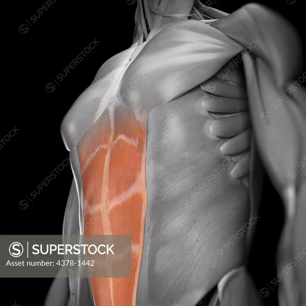 A human model showing the abdominal muscles.