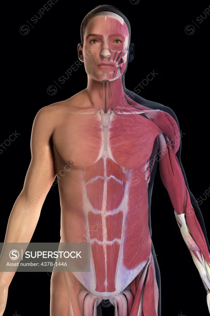 Anatomical model showing the human muscular system.