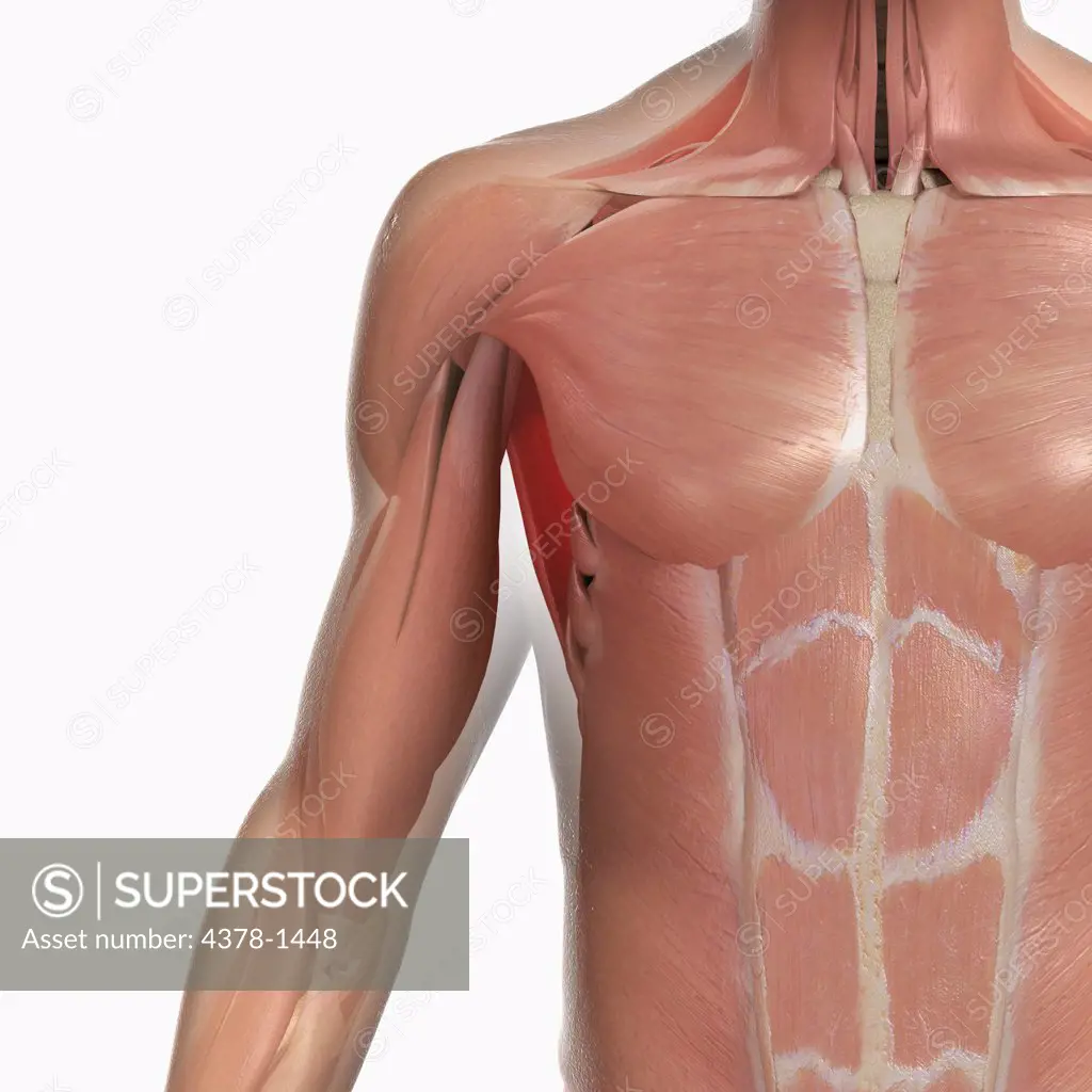 Anatomical model showing the deltoid, pectoralis major and abdominal muscles.