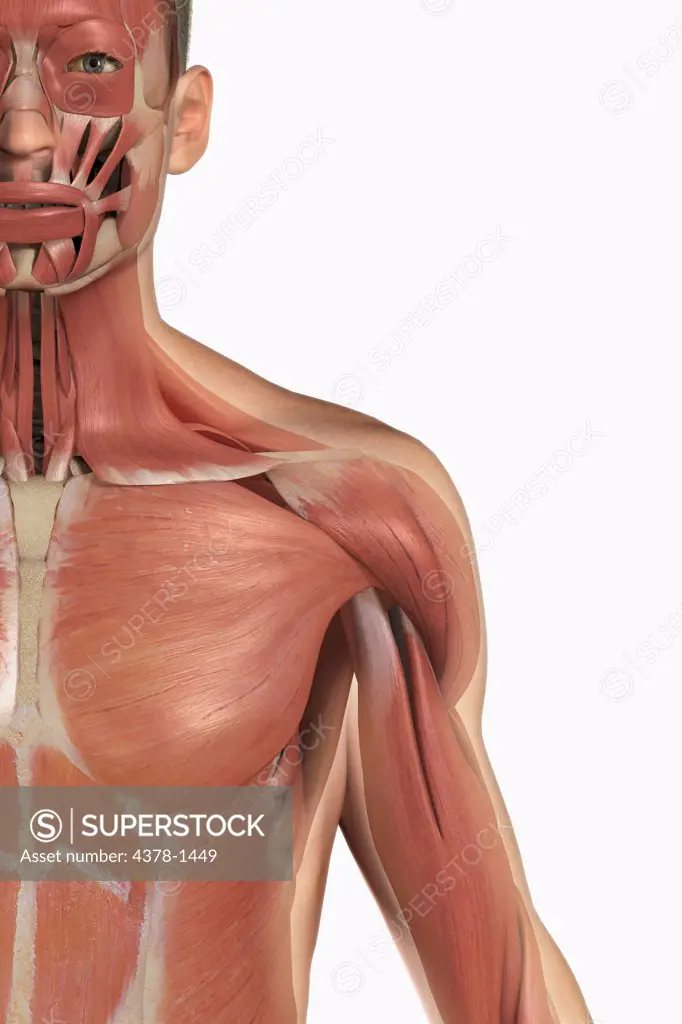 Anatomical model showing the deltoid and pectoralis major muscles.