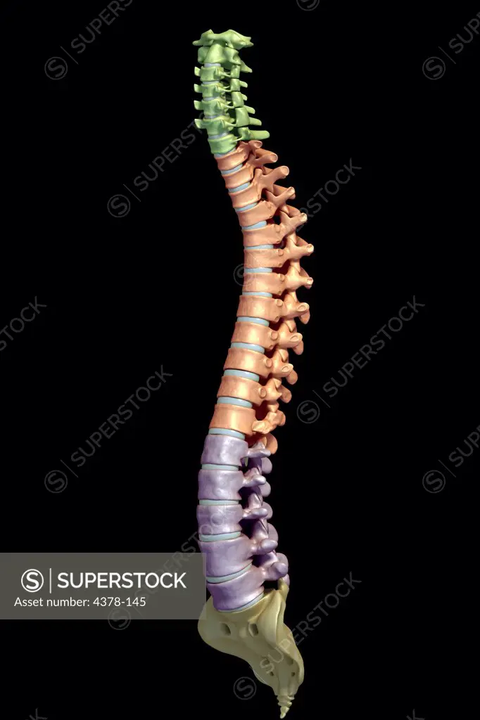 Three-quarter view of the human spinal column or spine. The cervical, lumbar, and thoracic vertebrae are highlighted in green, red and purple respectively.