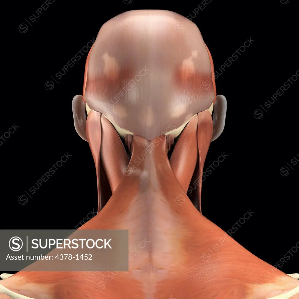 A human model showing the trapezius muscle.