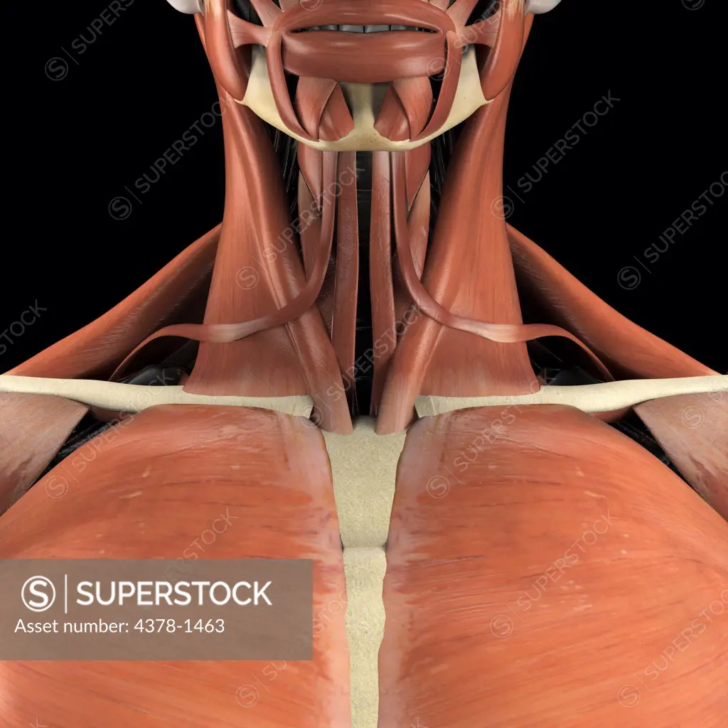 A human model showing pectoralis major and neck muscles.