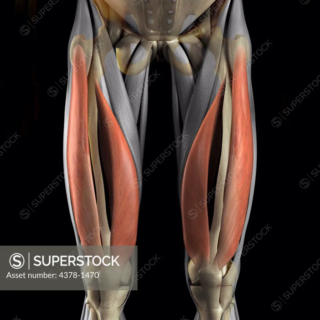 A human model showing the vastus medialis and lateralis muscles.