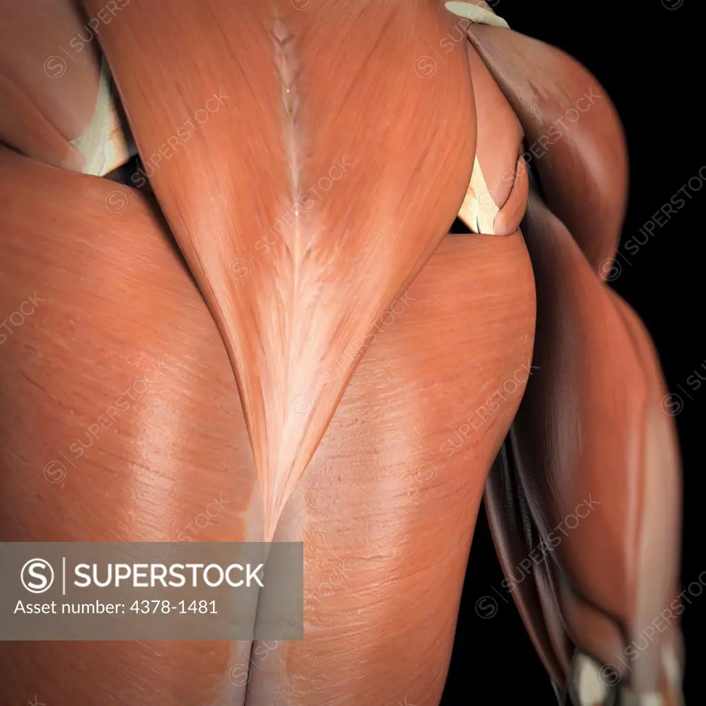 Anatomical model showing the trapezius and latissimus dorsi muscles.