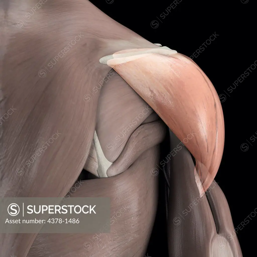 A human model showing the deltoid muscle.