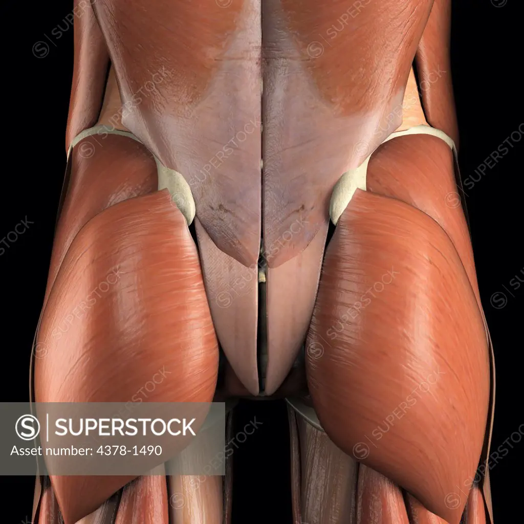 Anatomical model showing the gluteus maximus muscles.