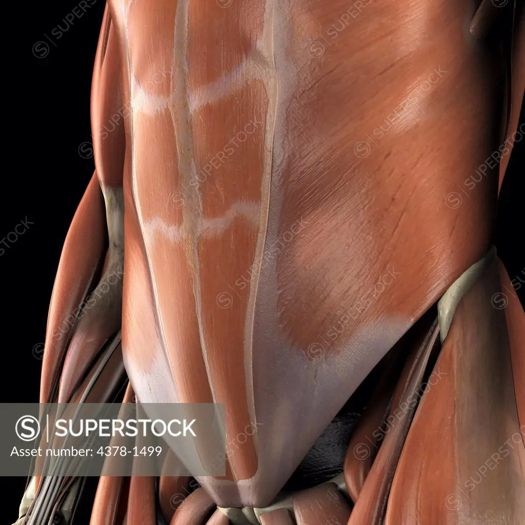Anatomical model showing the lower abdominal muscles.