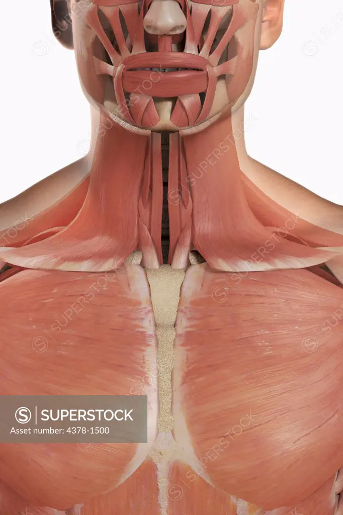 A human model showing the pectoralis major and neck muscles.