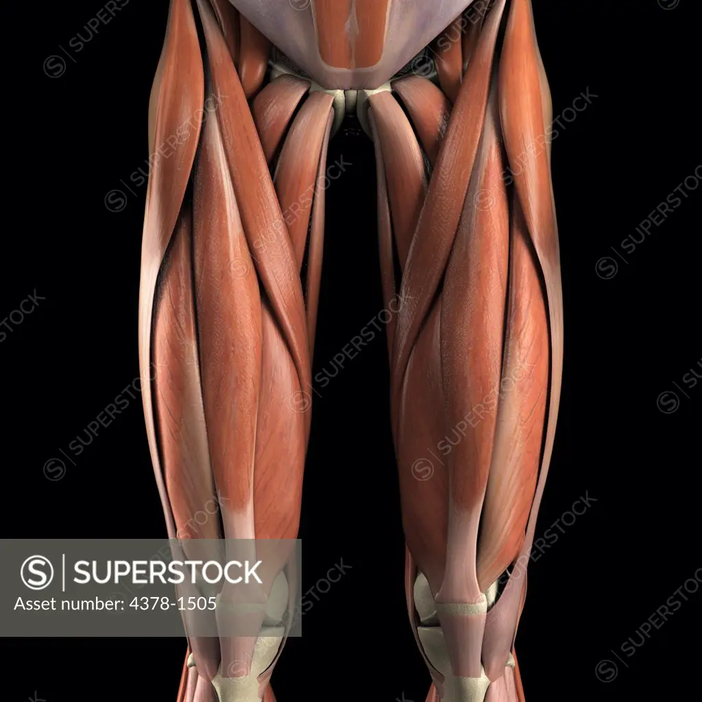 Anatomical model showing the biceps femoris muscles.